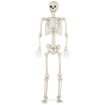 5.4 FT Indoor and Outdoor Decor Life Size Poseable Halloween Skeleton